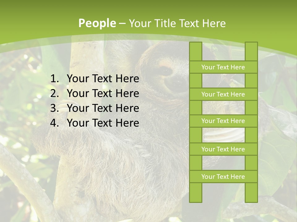 Sloth, Three Toe Juvenile Or Baby In Mango Tree, Cahuita, Costa Rica , Latin America, Exotic Mammal In Tropical Jungle PowerPoint Template