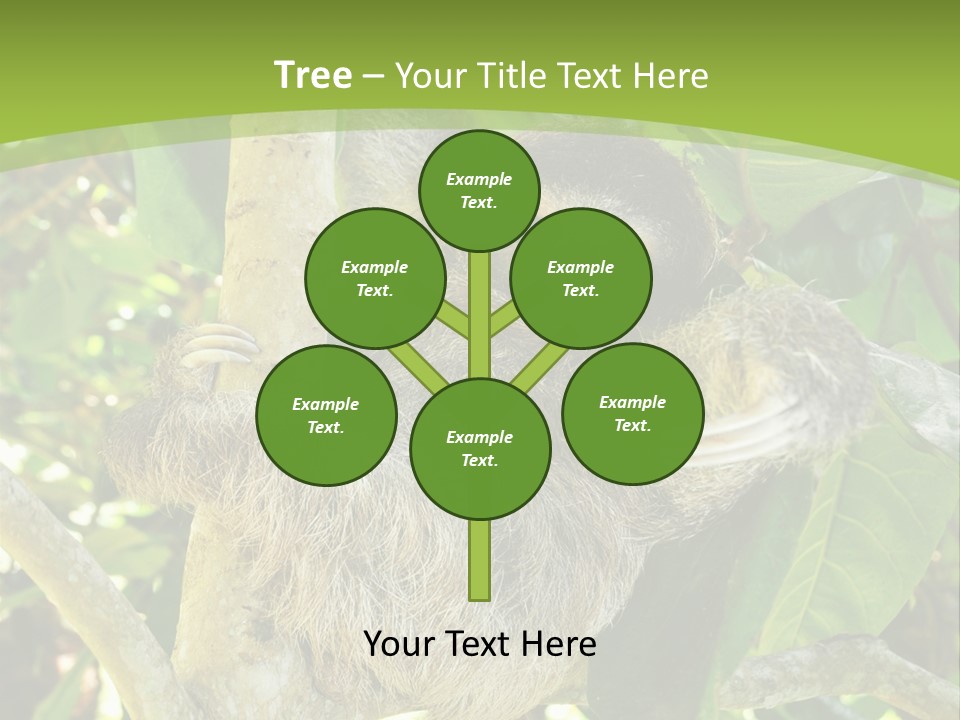 Sloth, Three Toe Juvenile Or Baby In Mango Tree, Cahuita, Costa Rica , Latin America, Exotic Mammal In Tropical Jungle PowerPoint Template
