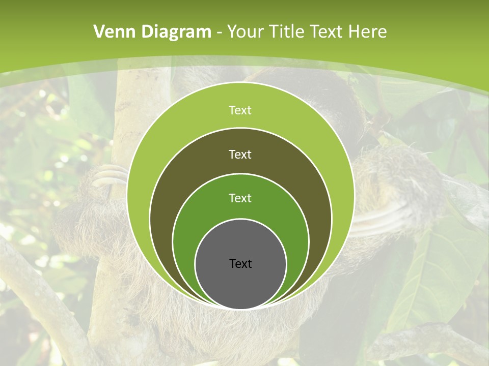 Sloth, Three Toe Juvenile Or Baby In Mango Tree, Cahuita, Costa Rica , Latin America, Exotic Mammal In Tropical Jungle PowerPoint Template