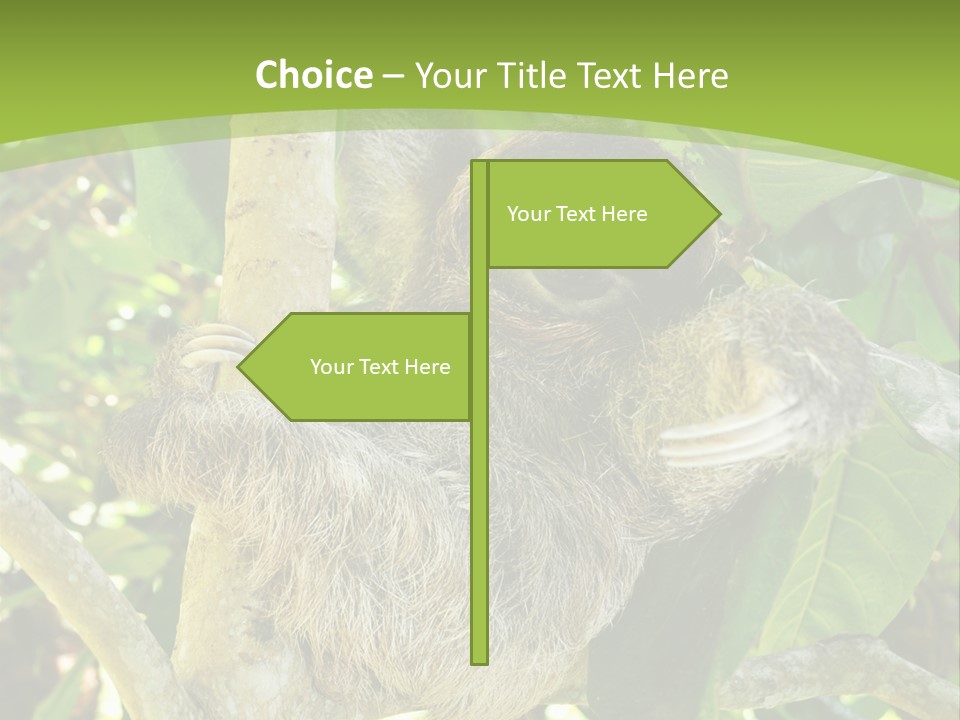 Sloth, Three Toe Juvenile Or Baby In Mango Tree, Cahuita, Costa Rica , Latin America, Exotic Mammal In Tropical Jungle PowerPoint Template
