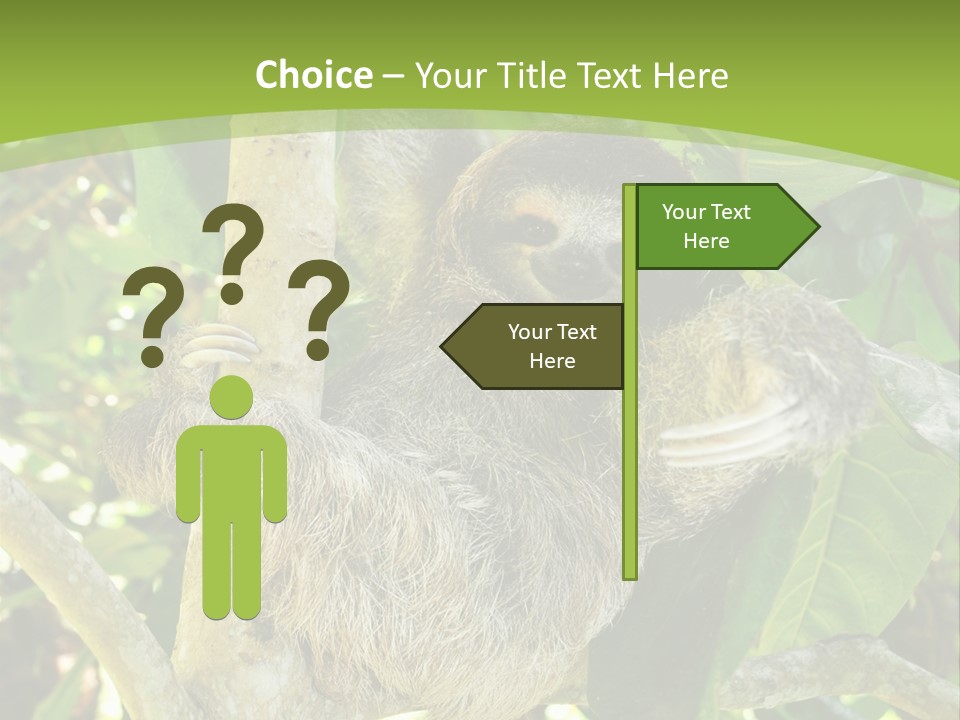 Sloth, Three Toe Juvenile Or Baby In Mango Tree, Cahuita, Costa Rica , Latin America, Exotic Mammal In Tropical Jungle PowerPoint Template
