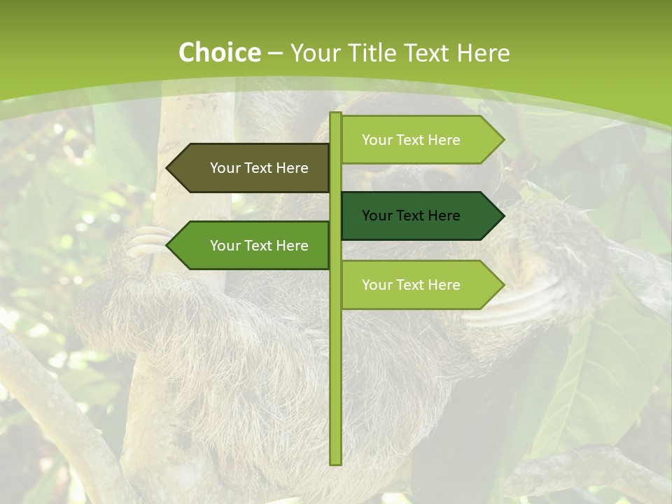Sloth, Three Toe Juvenile Or Baby In Mango Tree, Cahuita, Costa Rica , Latin America, Exotic Mammal In Tropical Jungle PowerPoint Template