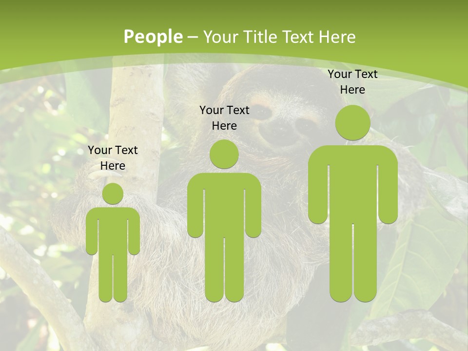 Sloth, Three Toe Juvenile Or Baby In Mango Tree, Cahuita, Costa Rica , Latin America, Exotic Mammal In Tropical Jungle PowerPoint Template
