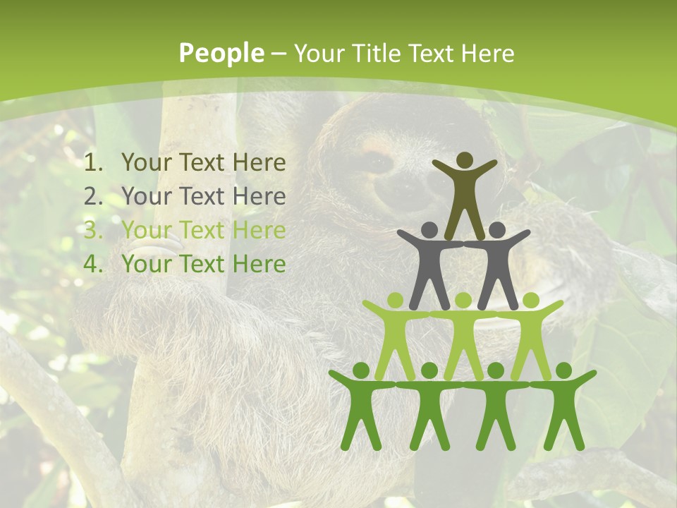 Sloth, Three Toe Juvenile Or Baby In Mango Tree, Cahuita, Costa Rica , Latin America, Exotic Mammal In Tropical Jungle PowerPoint Template