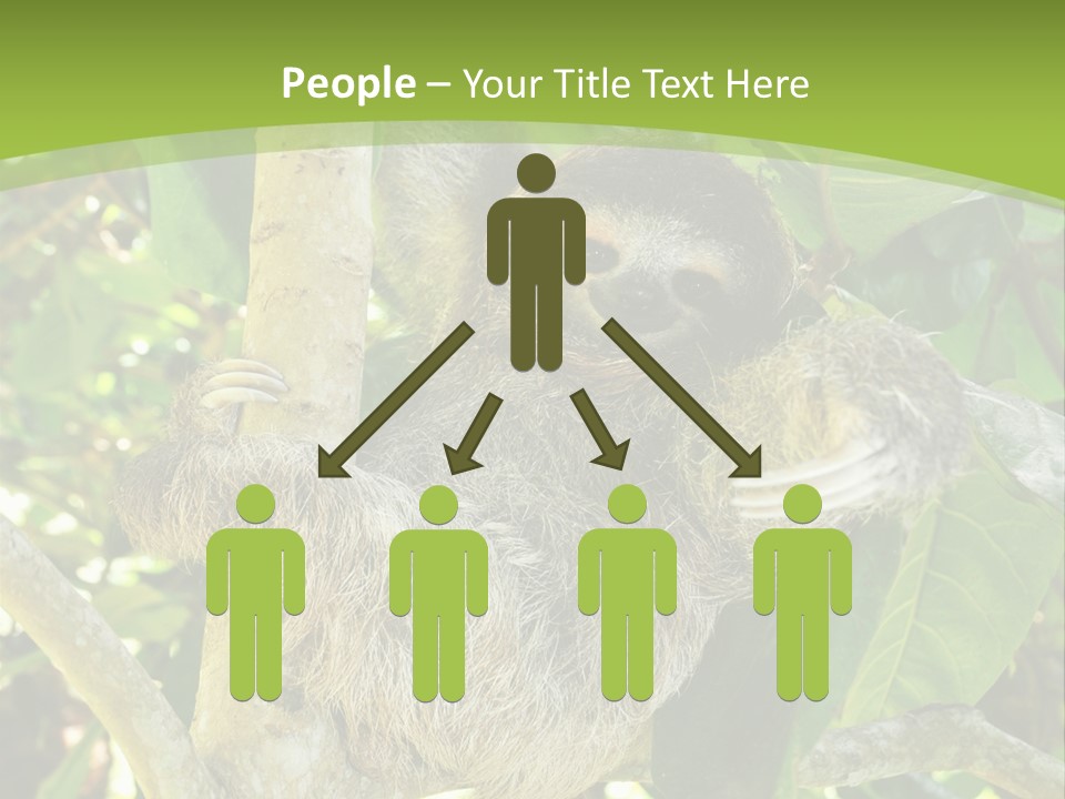 Sloth, Three Toe Juvenile Or Baby In Mango Tree, Cahuita, Costa Rica , Latin America, Exotic Mammal In Tropical Jungle PowerPoint Template