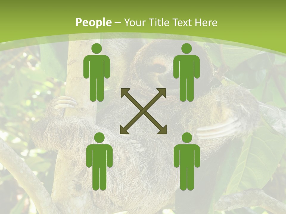 Sloth, Three Toe Juvenile Or Baby In Mango Tree, Cahuita, Costa Rica , Latin America, Exotic Mammal In Tropical Jungle PowerPoint Template