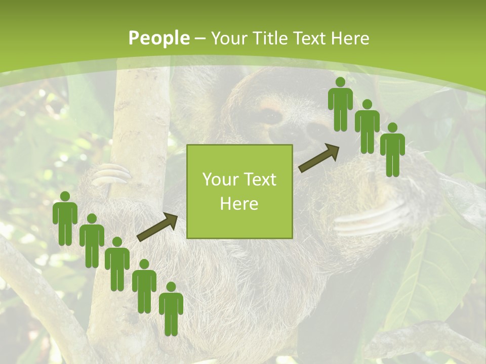Sloth, Three Toe Juvenile Or Baby In Mango Tree, Cahuita, Costa Rica , Latin America, Exotic Mammal In Tropical Jungle PowerPoint Template