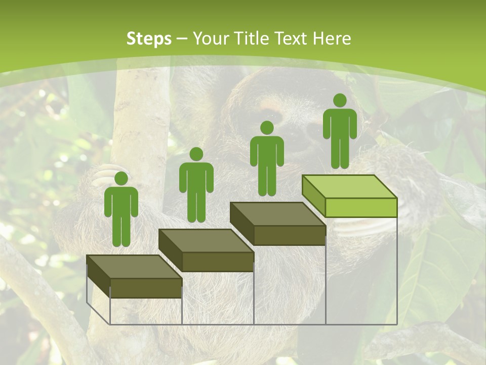 Sloth, Three Toe Juvenile Or Baby In Mango Tree, Cahuita, Costa Rica , Latin America, Exotic Mammal In Tropical Jungle PowerPoint Template