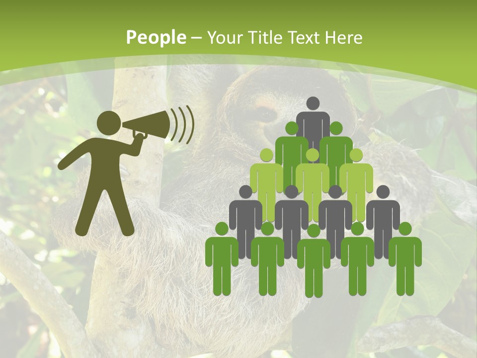 Sloth, Three Toe Juvenile Or Baby In Mango Tree, Cahuita, Costa Rica , Latin America, Exotic Mammal In Tropical Jungle PowerPoint Template