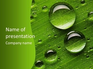 Water Drops On Fresh Green Leaf, Isolated On White PowerPoint Template