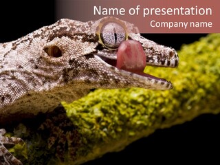 Gargoyle Gecko PowerPoint Template