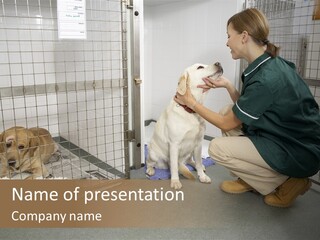 Vetinary Nurse Checking Sick Animals In Pens PowerPoint Template