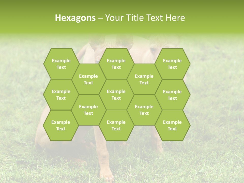 Girl Stands In Poppy Field PowerPoint Template