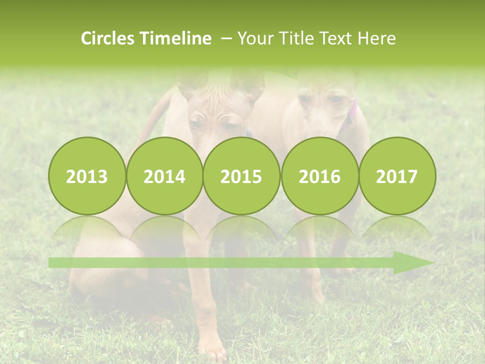 Girl Stands In Poppy Field PowerPoint Template