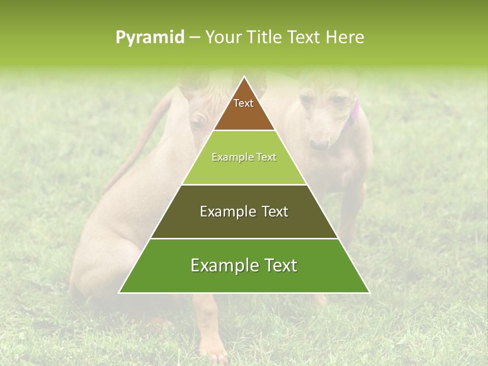 Girl Stands In Poppy Field PowerPoint Template