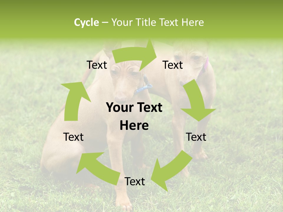 Girl Stands In Poppy Field PowerPoint Template