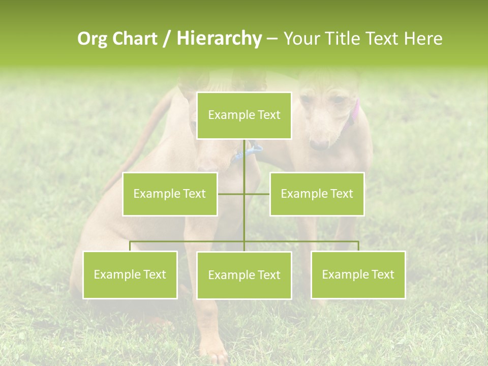 Girl Stands In Poppy Field PowerPoint Template