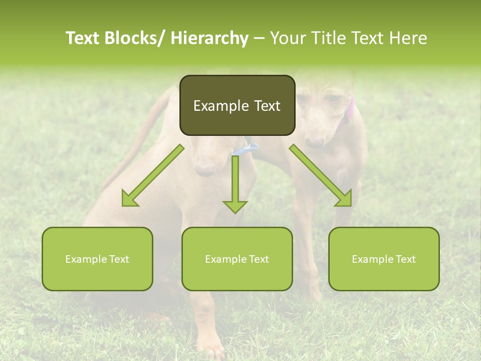 Girl Stands In Poppy Field PowerPoint Template