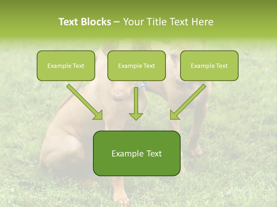 Girl Stands In Poppy Field PowerPoint Template