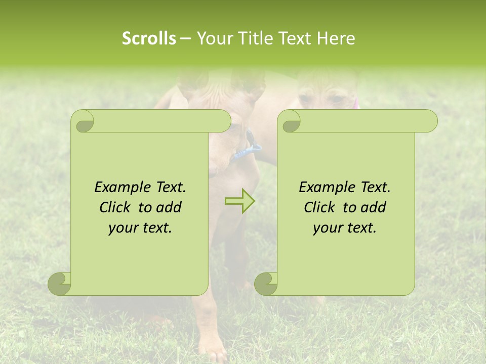 Girl Stands In Poppy Field PowerPoint Template