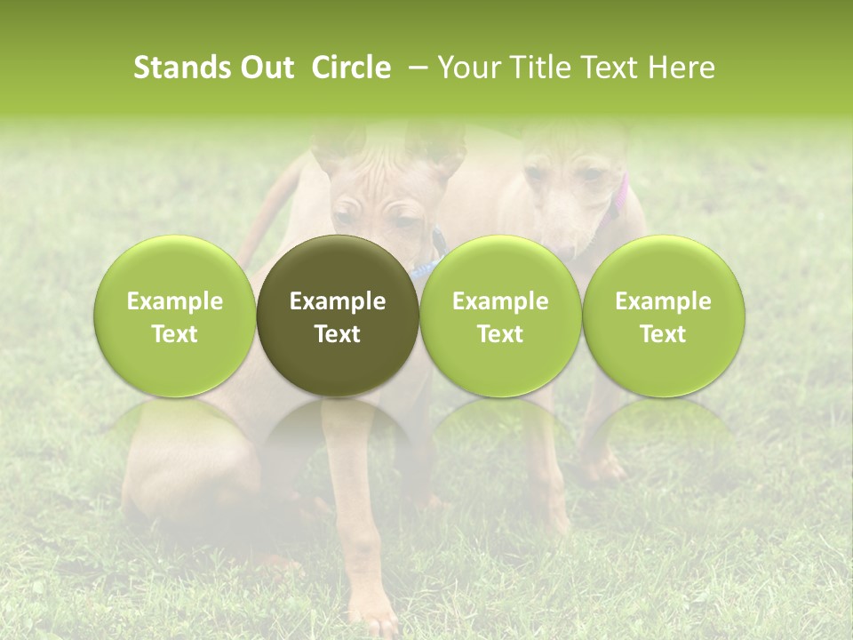 Girl Stands In Poppy Field PowerPoint Template