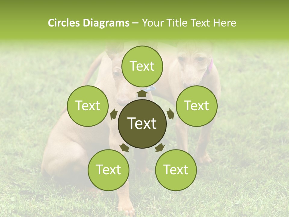 Girl Stands In Poppy Field PowerPoint Template