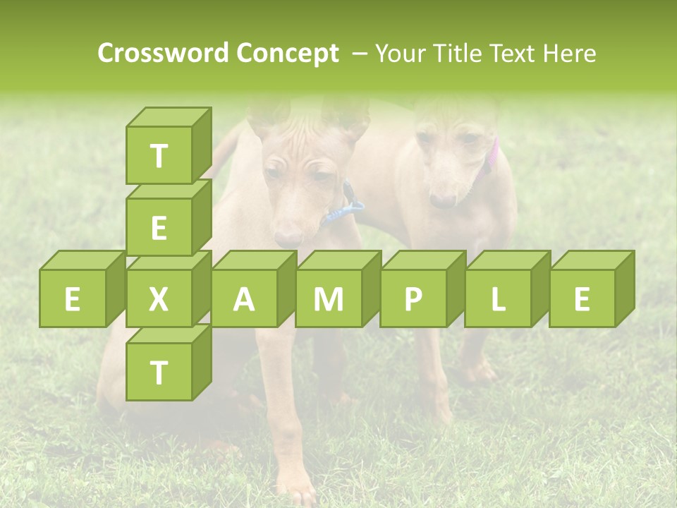 Girl Stands In Poppy Field PowerPoint Template