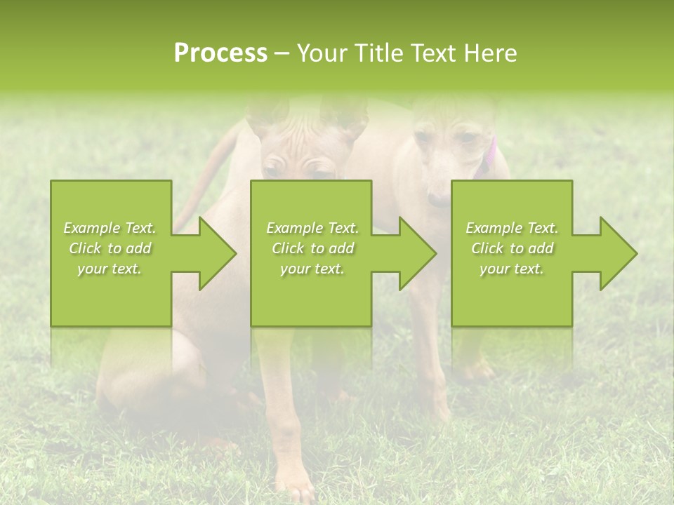 Girl Stands In Poppy Field PowerPoint Template