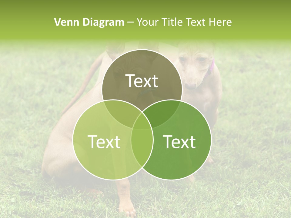 Girl Stands In Poppy Field PowerPoint Template