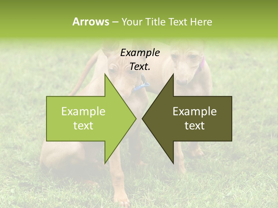 Girl Stands In Poppy Field PowerPoint Template