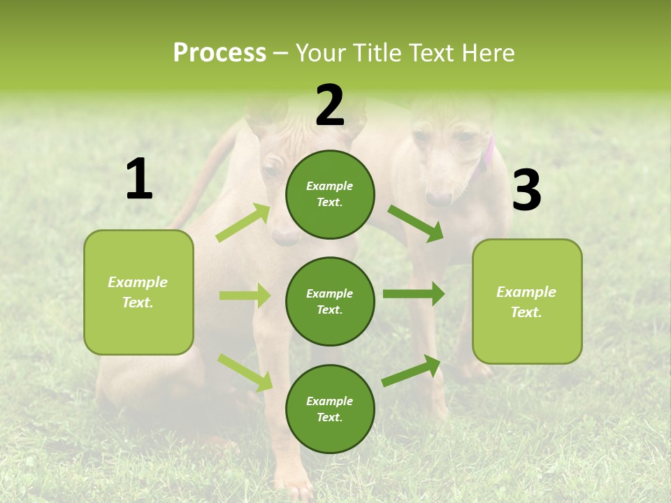 Girl Stands In Poppy Field PowerPoint Template