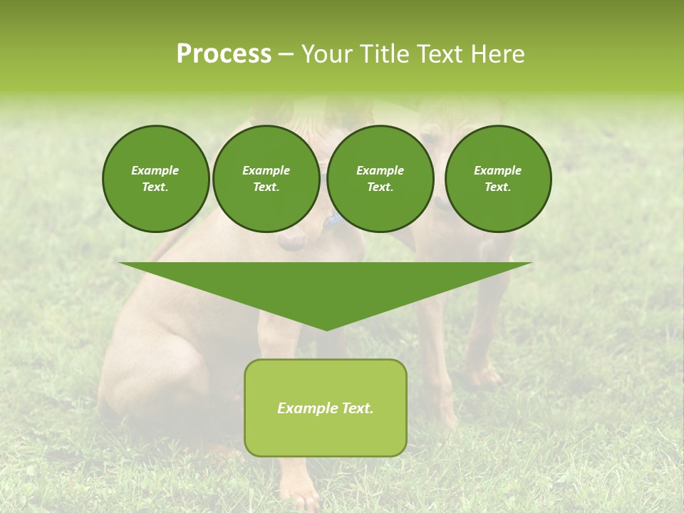 Girl Stands In Poppy Field PowerPoint Template