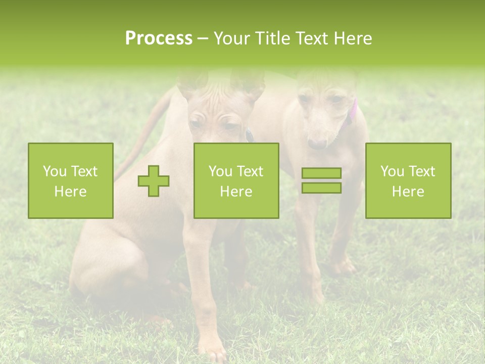 Girl Stands In Poppy Field PowerPoint Template