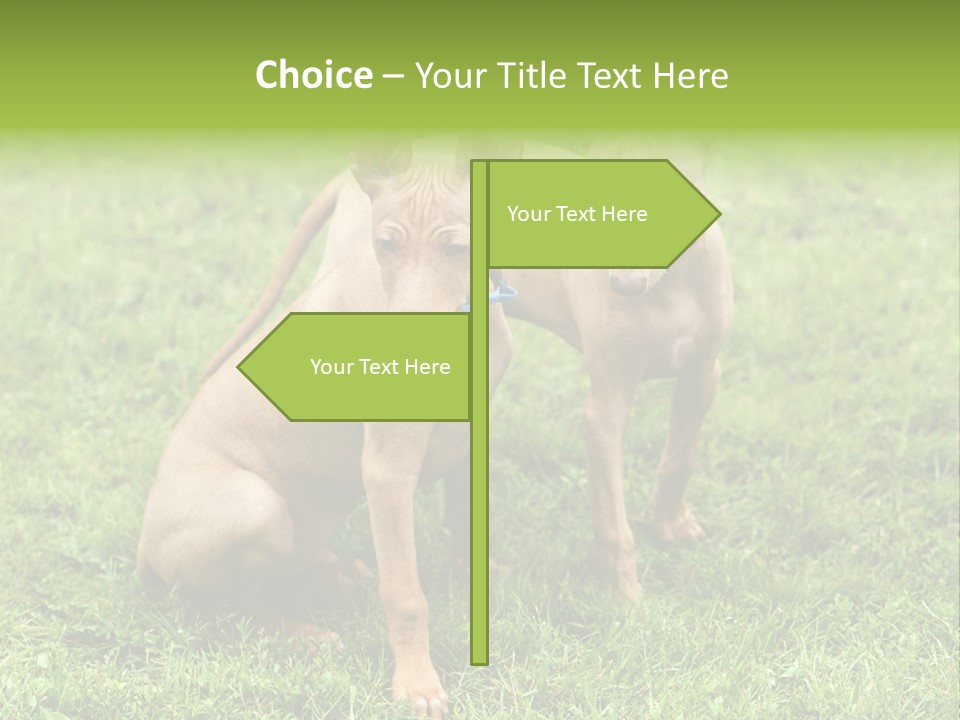 Girl Stands In Poppy Field PowerPoint Template