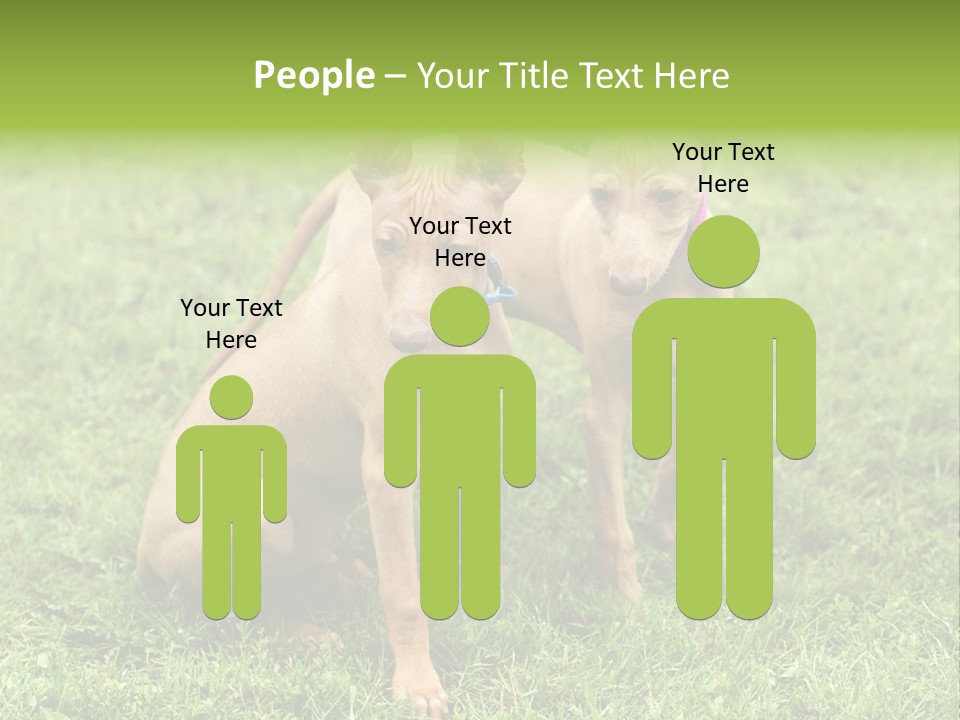 Girl Stands In Poppy Field PowerPoint Template