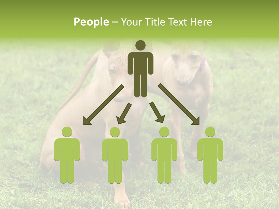 Girl Stands In Poppy Field PowerPoint Template