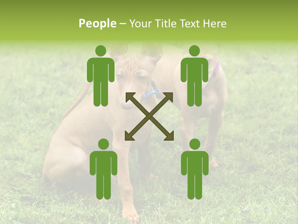 Girl Stands In Poppy Field PowerPoint Template