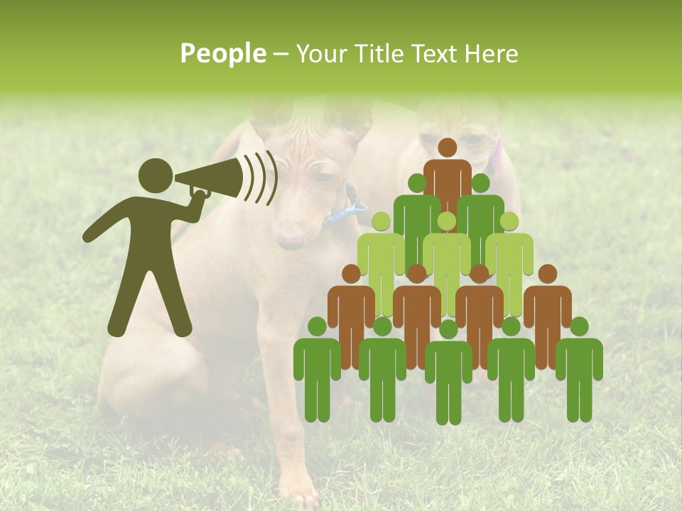 Girl Stands In Poppy Field PowerPoint Template