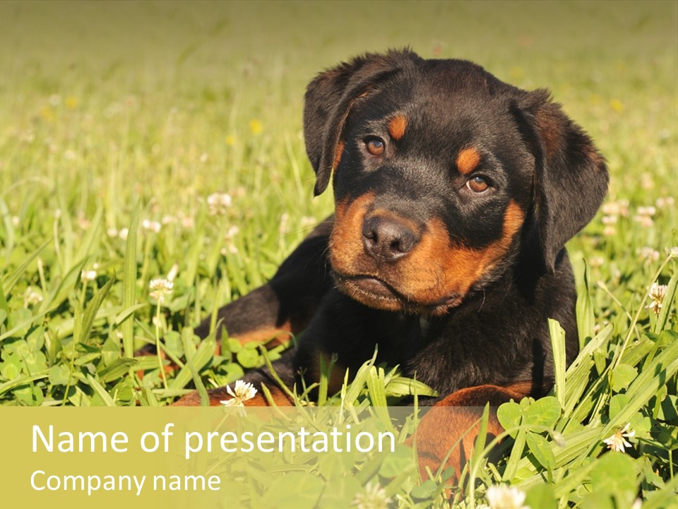 Portrait Of A Young Puppy Purebred Rottweiler In A Garden PowerPoint Template