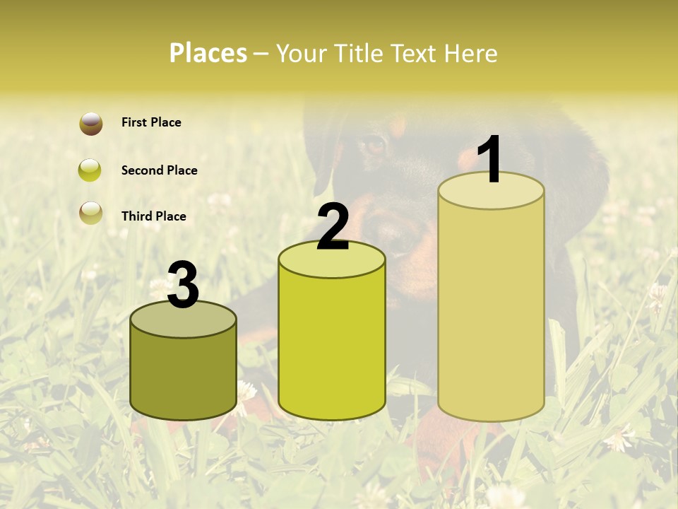 Portrait Of A Young Puppy Purebred Rottweiler In A Garden PowerPoint Template