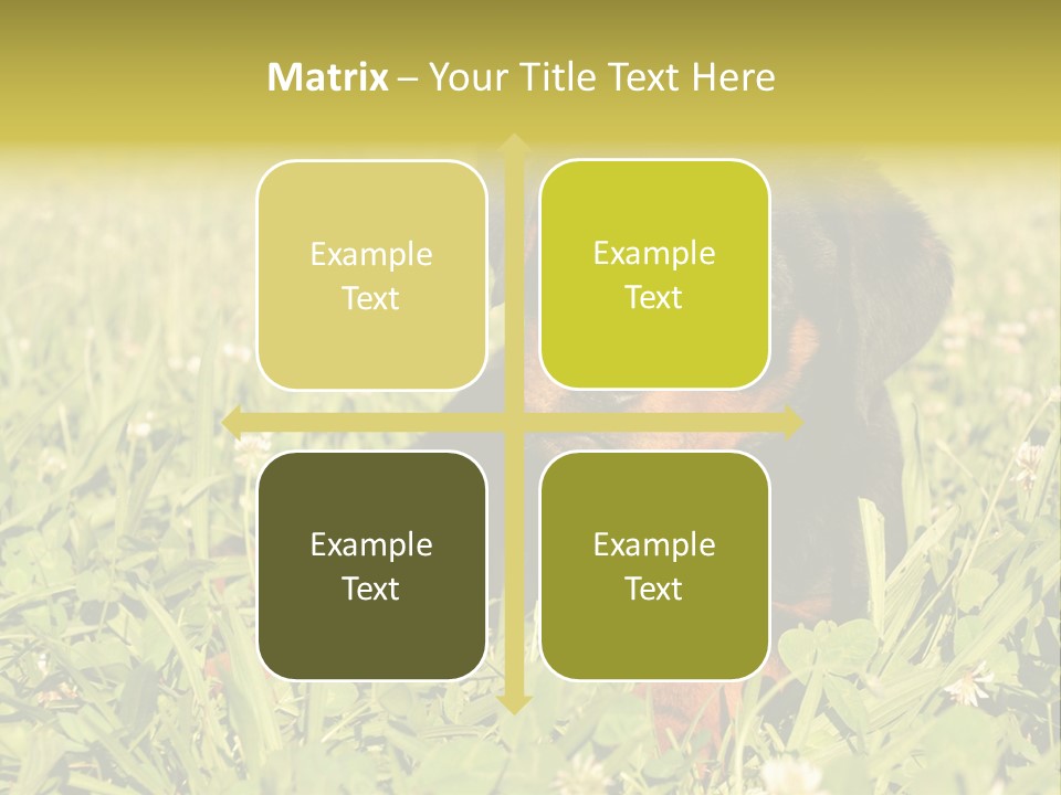 Portrait Of A Young Puppy Purebred Rottweiler In A Garden PowerPoint Template