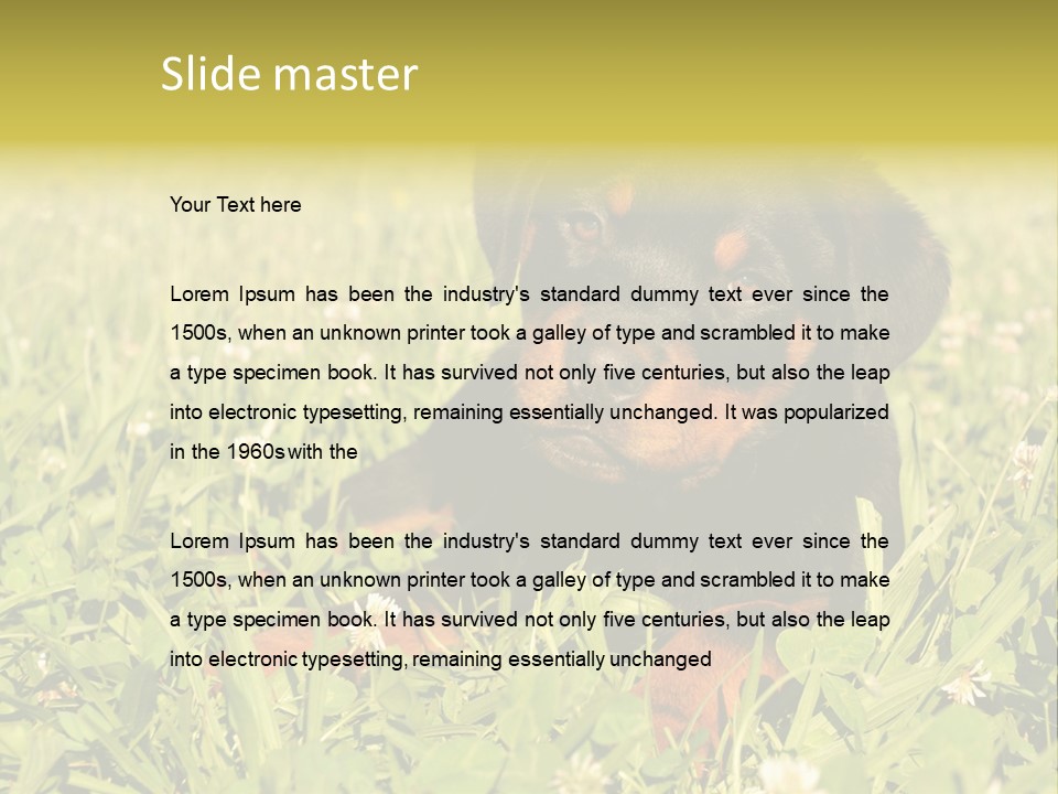 Portrait Of A Young Puppy Purebred Rottweiler In A Garden PowerPoint Template