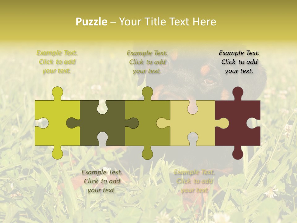 Portrait Of A Young Puppy Purebred Rottweiler In A Garden PowerPoint Template