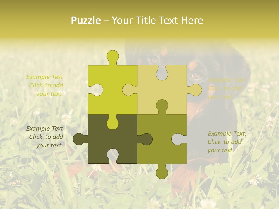 Portrait Of A Young Puppy Purebred Rottweiler In A Garden PowerPoint Template