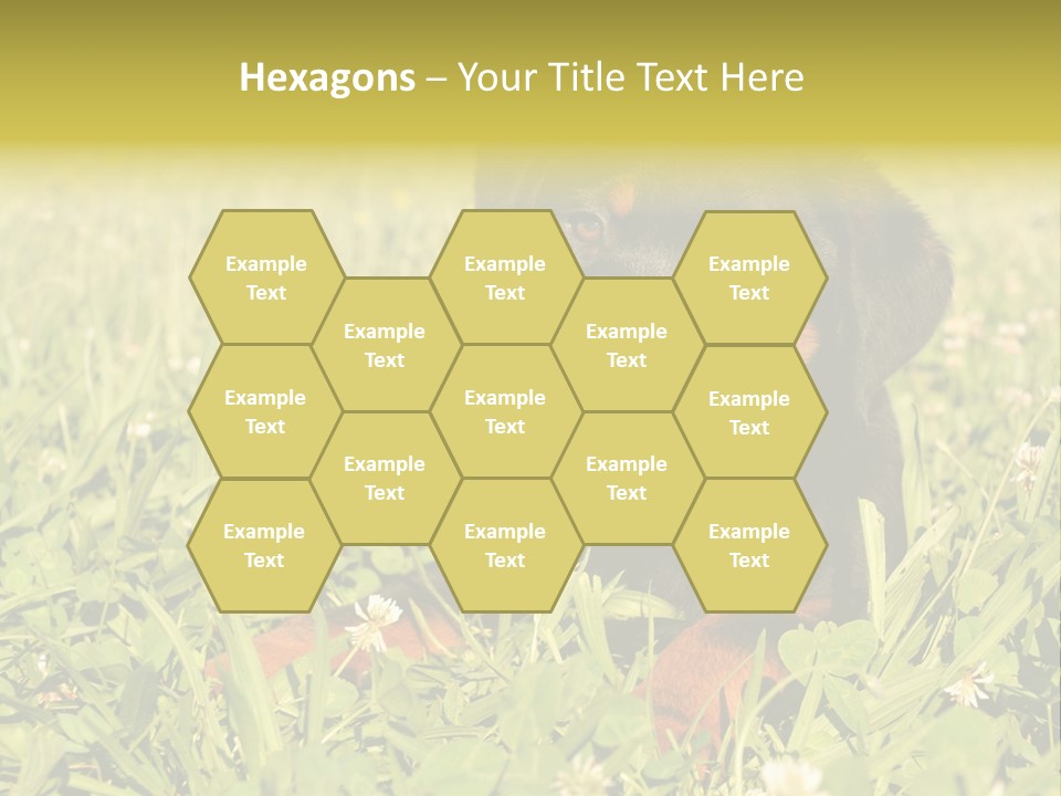 Portrait Of A Young Puppy Purebred Rottweiler In A Garden PowerPoint Template