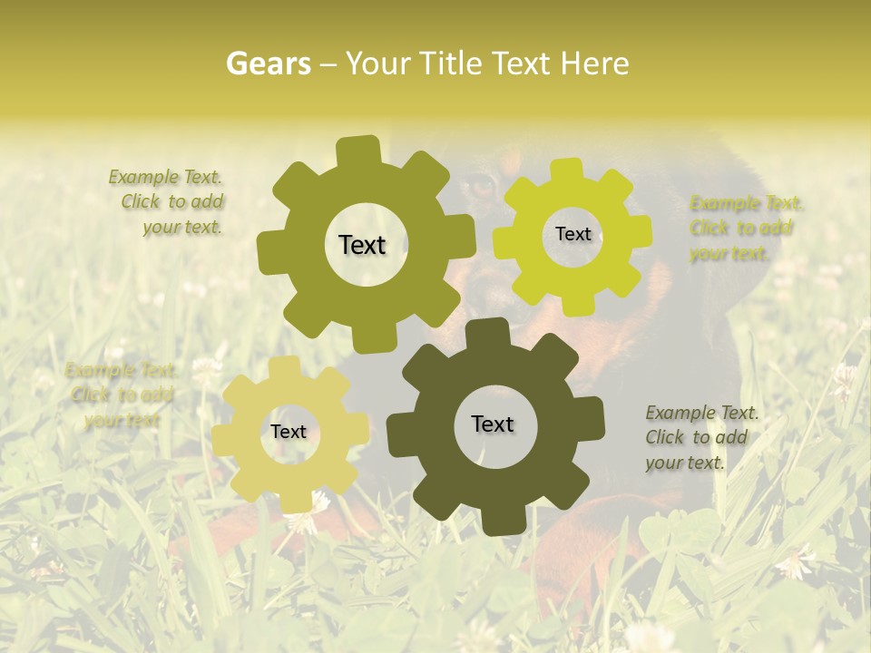 Portrait Of A Young Puppy Purebred Rottweiler In A Garden PowerPoint Template