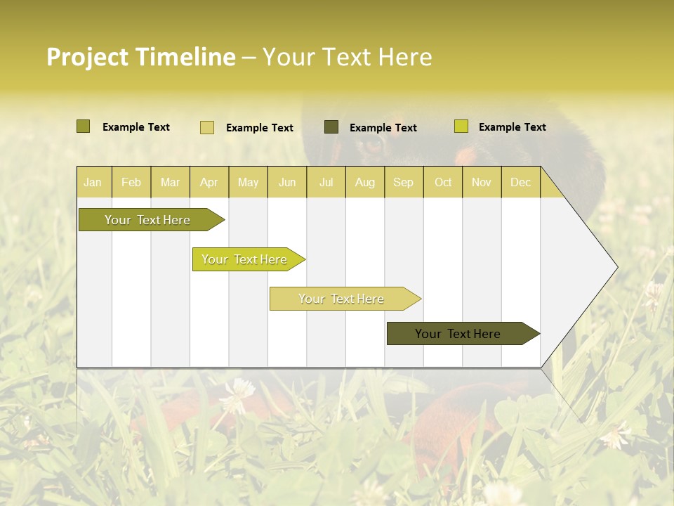 Portrait Of A Young Puppy Purebred Rottweiler In A Garden PowerPoint Template