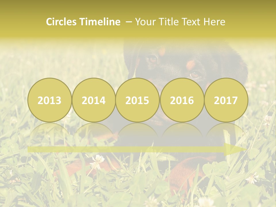 Portrait Of A Young Puppy Purebred Rottweiler In A Garden PowerPoint Template