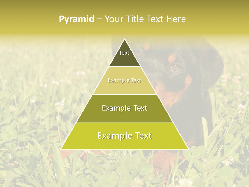 Portrait Of A Young Puppy Purebred Rottweiler In A Garden PowerPoint Template