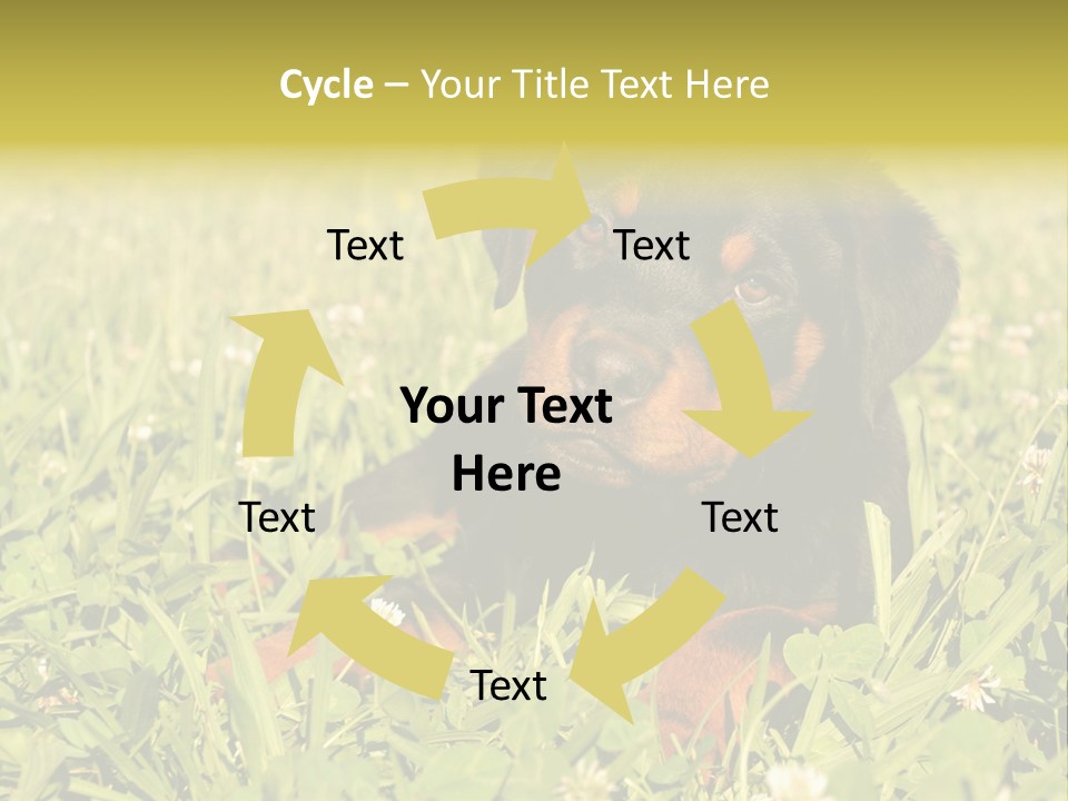 Portrait Of A Young Puppy Purebred Rottweiler In A Garden PowerPoint Template